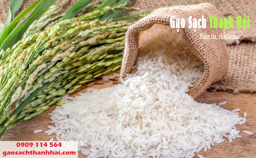 Gạo hữu cơ là gạo sạch 100% không chứa bất kỳ hóa chất độc hại nào