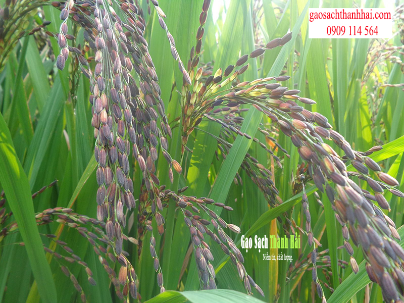 Gạo hữu cơ thảo dược tím được trồng theo tiêu chuẩn đảm bảo vệ sinh an toàn thực phẩm