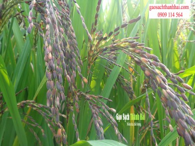 Tìm hiểu về gạo hữu cơ thảo dược tím